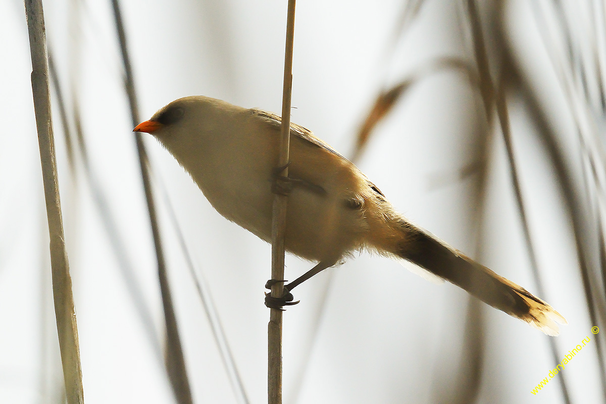   Panurus biarmicus Bearded reedling