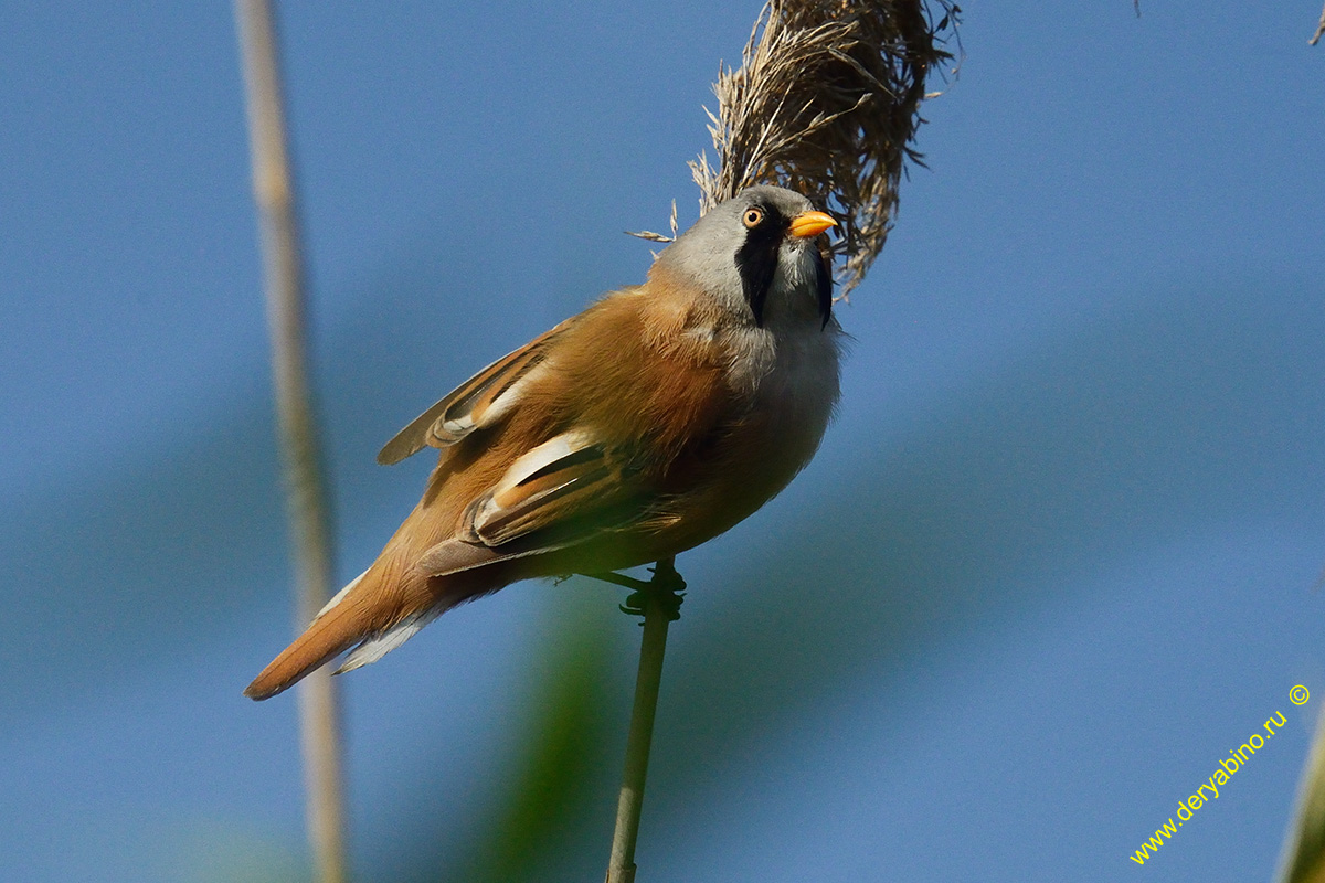   Panurus biarmicus Bearded reedling