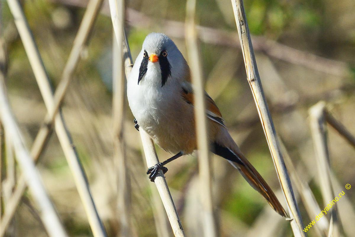   Panurus biarmicus Bearded reedling