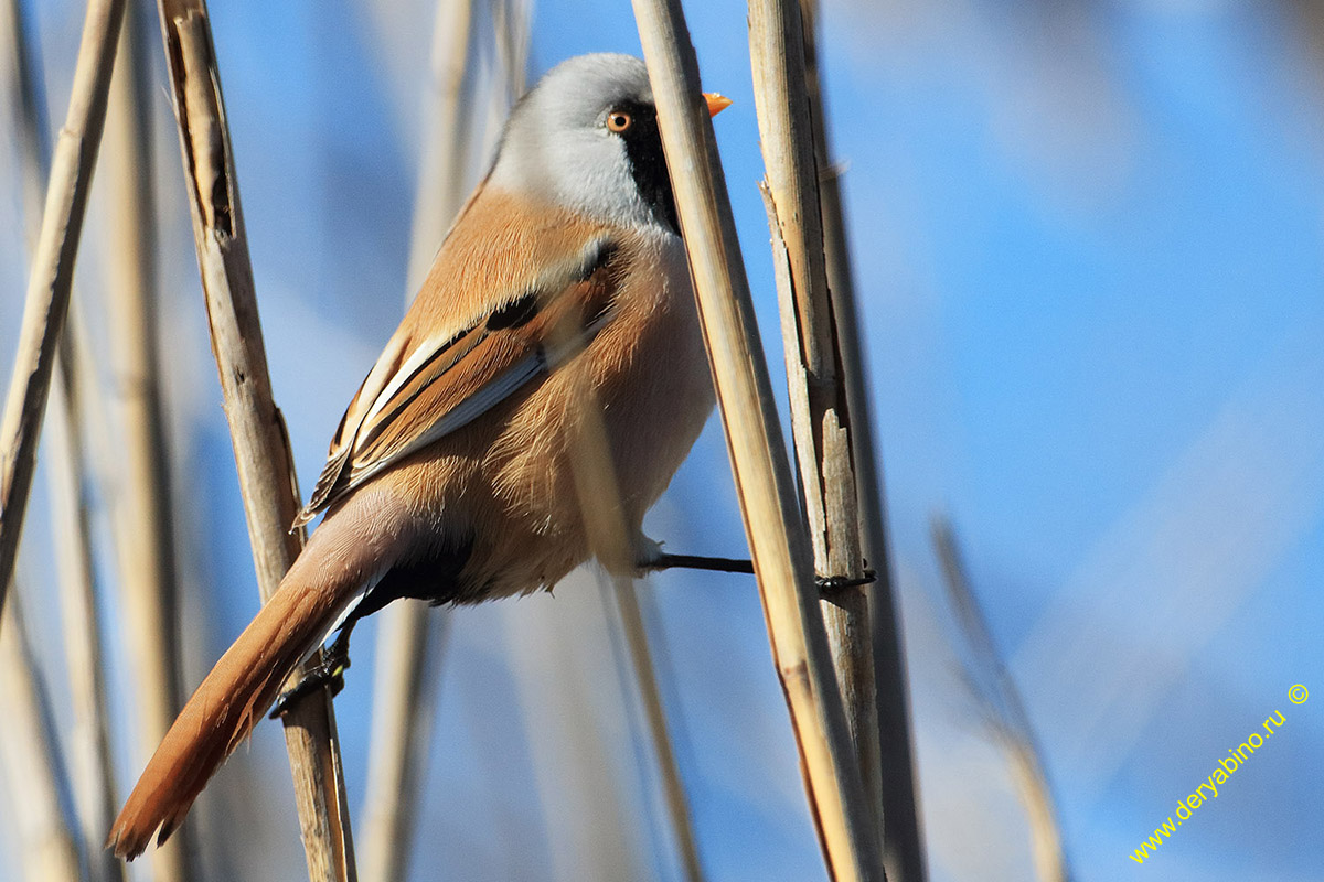   Panurus biarmicus Bearded reedling