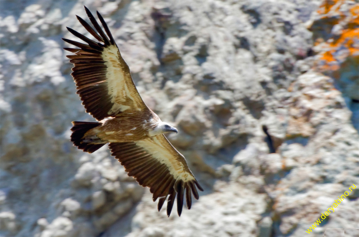   Gyps fulvus Griffon Vulture