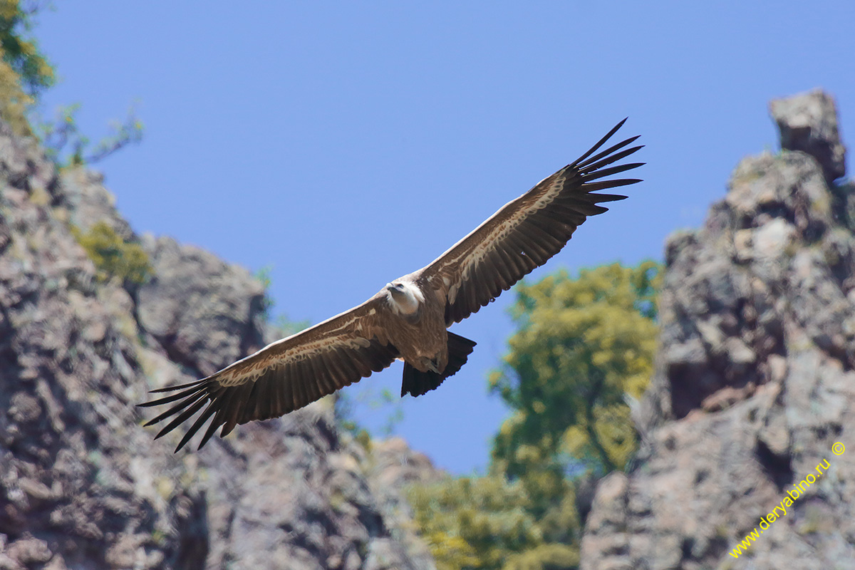   Gyps fulvus Griffon Vulture