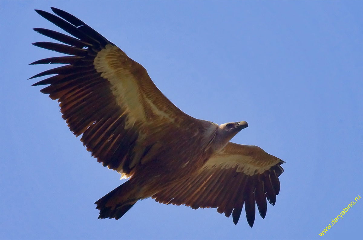   Gyps fulvus Griffon Vulture