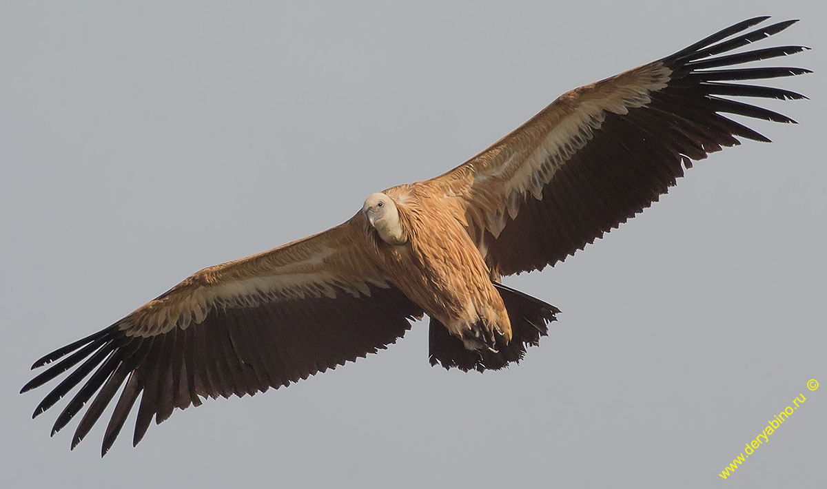   Gyps fulvus Griffon Vulture