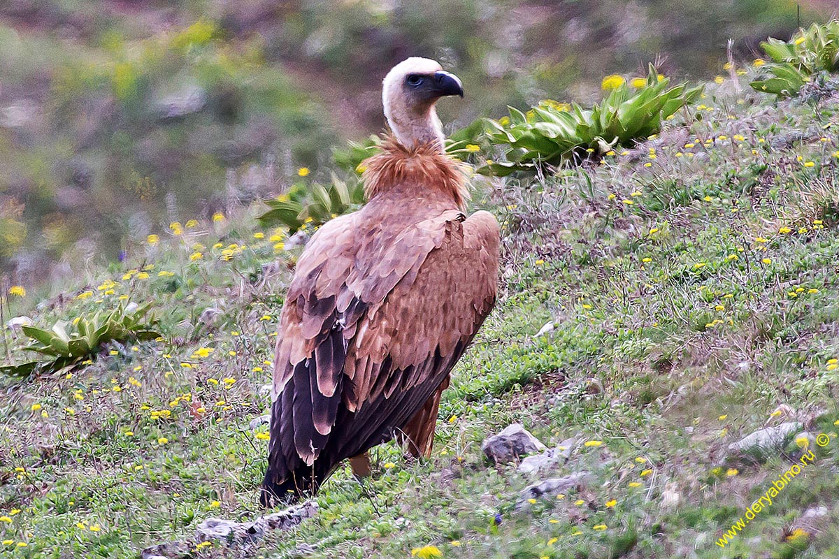   Gyps fulvus Griffon Vulture