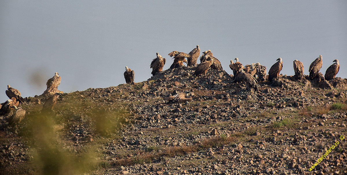   Gyps fulvus Griffon Vulture