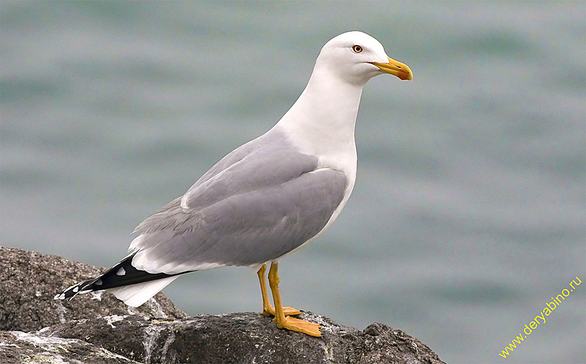   Larus canus Mew gull