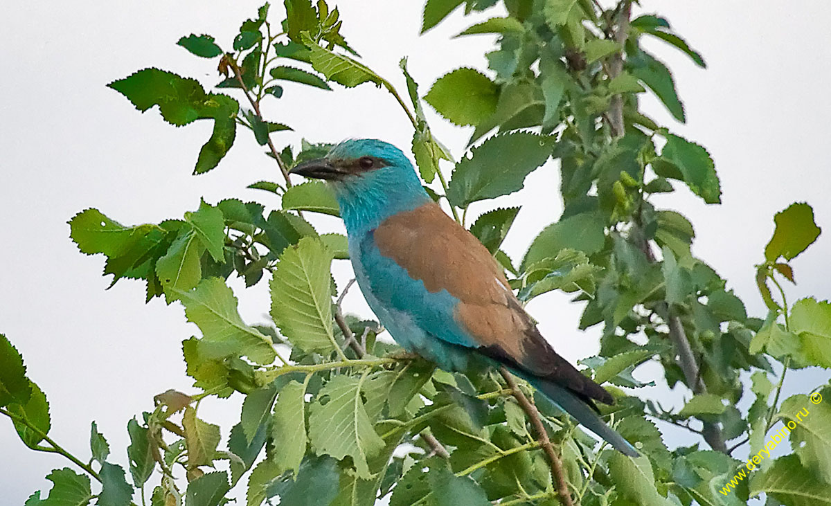  Coracias garrulus European roller