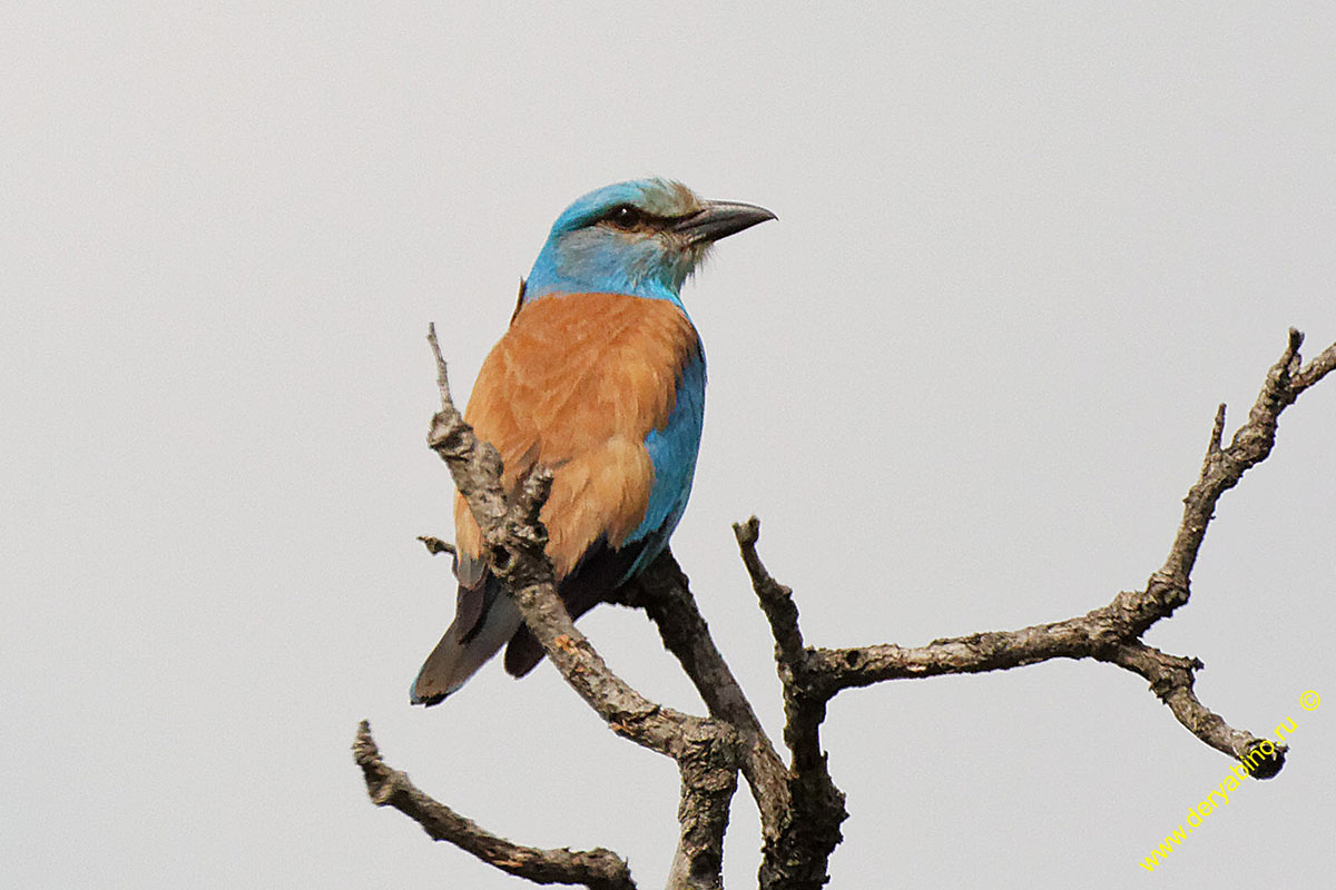  Coracias garrulus European roller