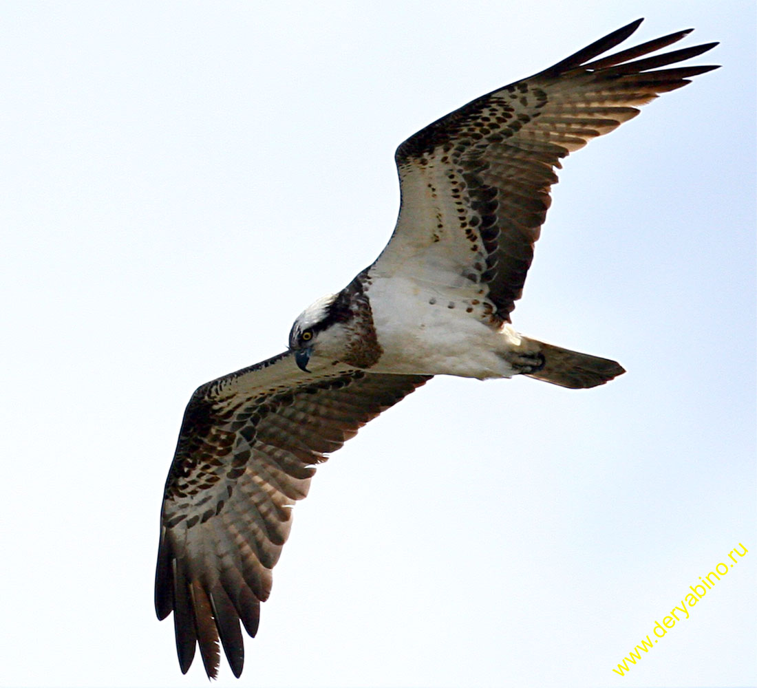  Pandion haliaetus Osprey