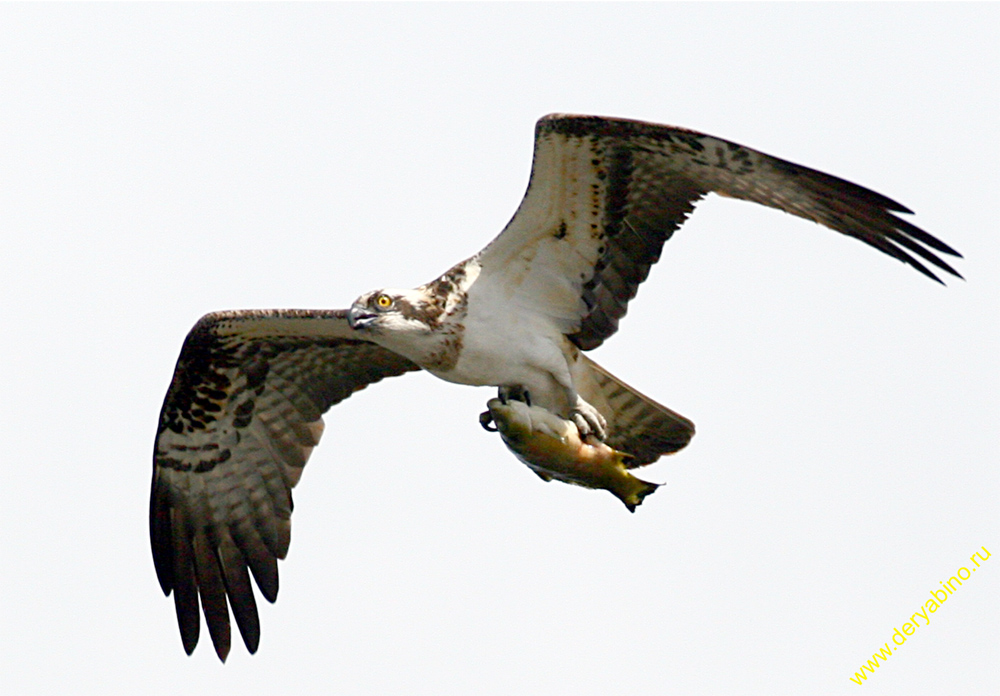  Pandion haliaetus Osprey