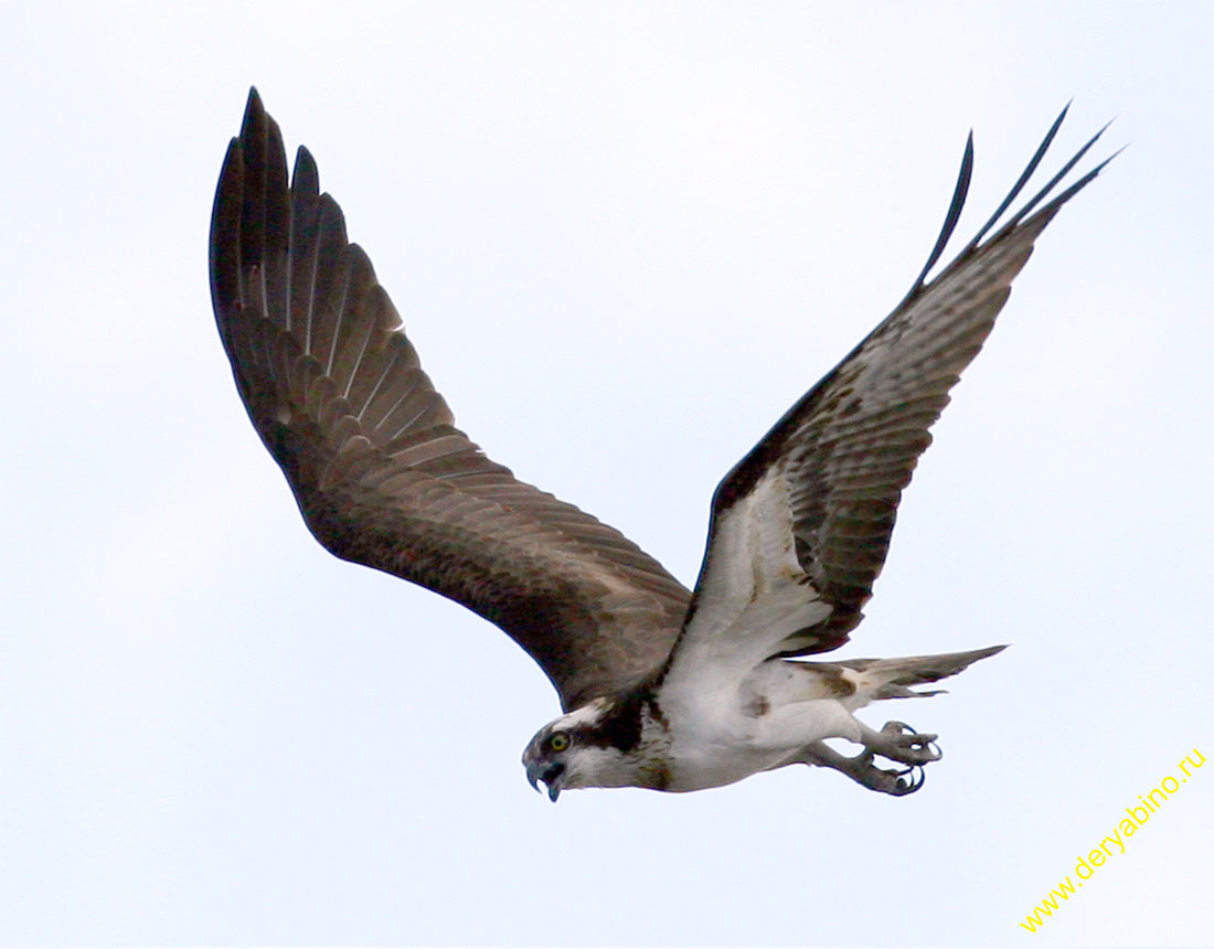  Pandion haliaetus Osprey