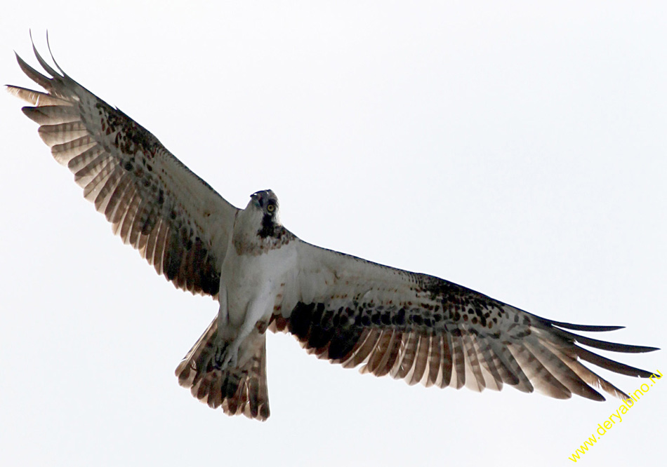  Pandion haliaetus Osprey