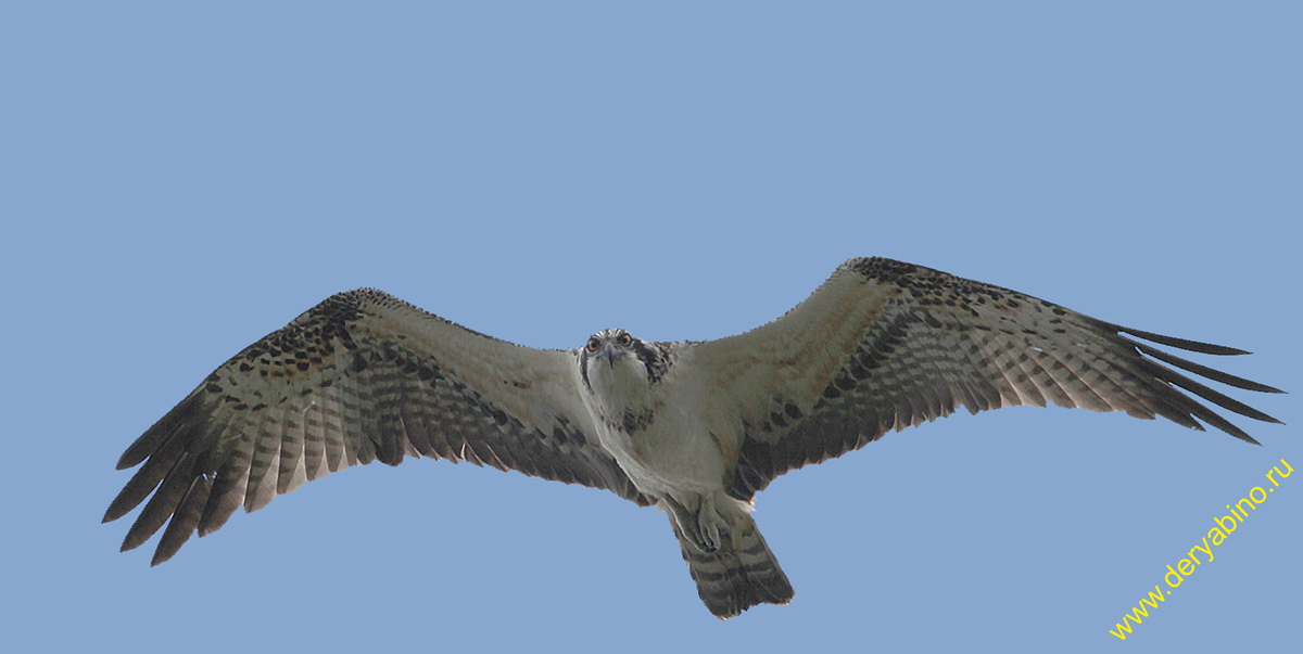  Pandion haliaetus Osprey