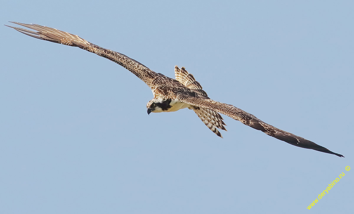  Pandion haliaetus Osprey