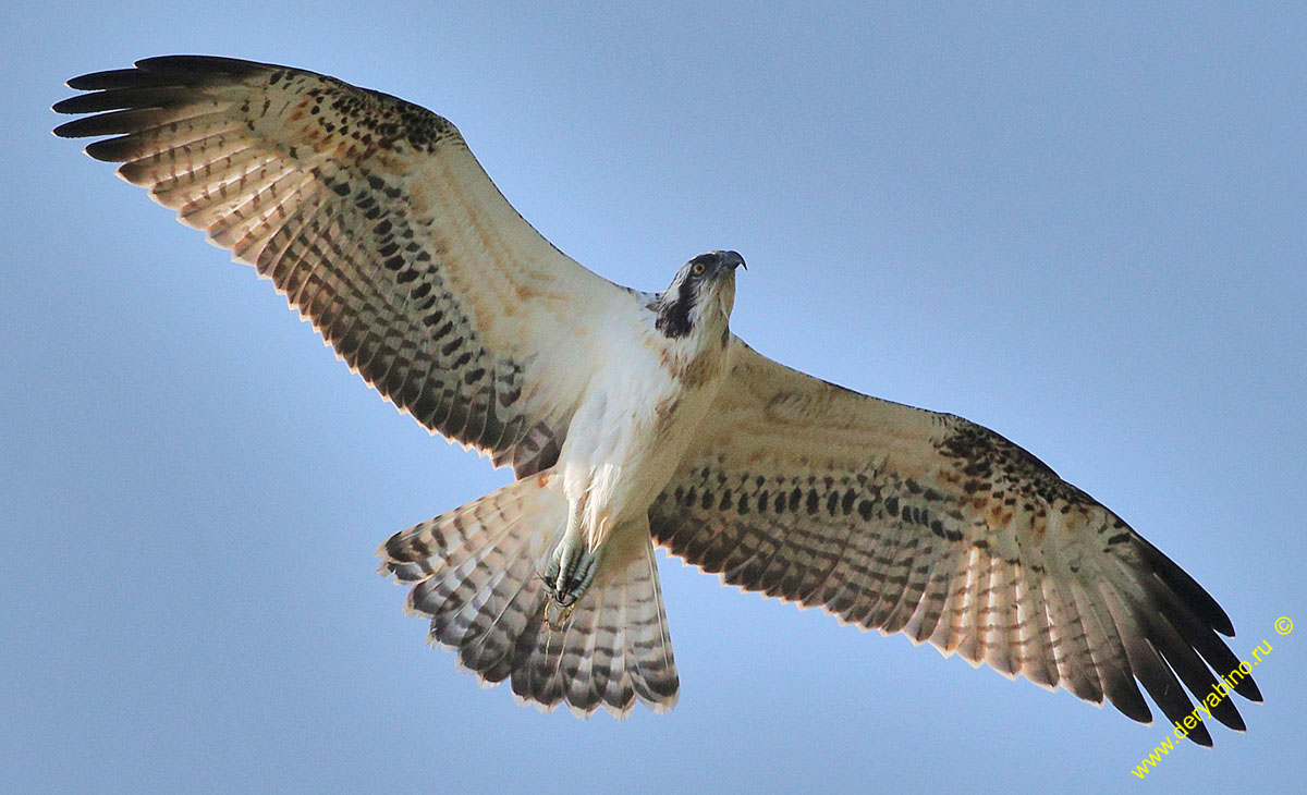  Pandion haliaetus Osprey