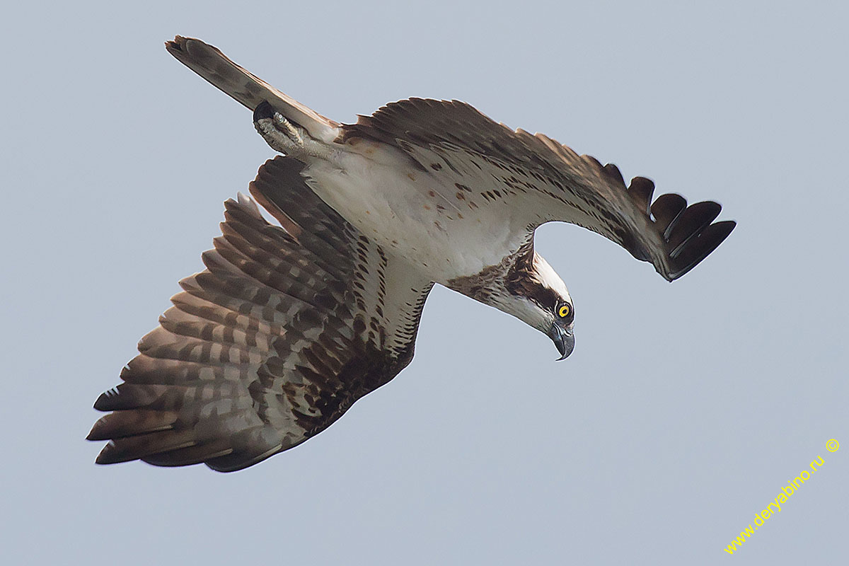  Pandion haliaetus Osprey