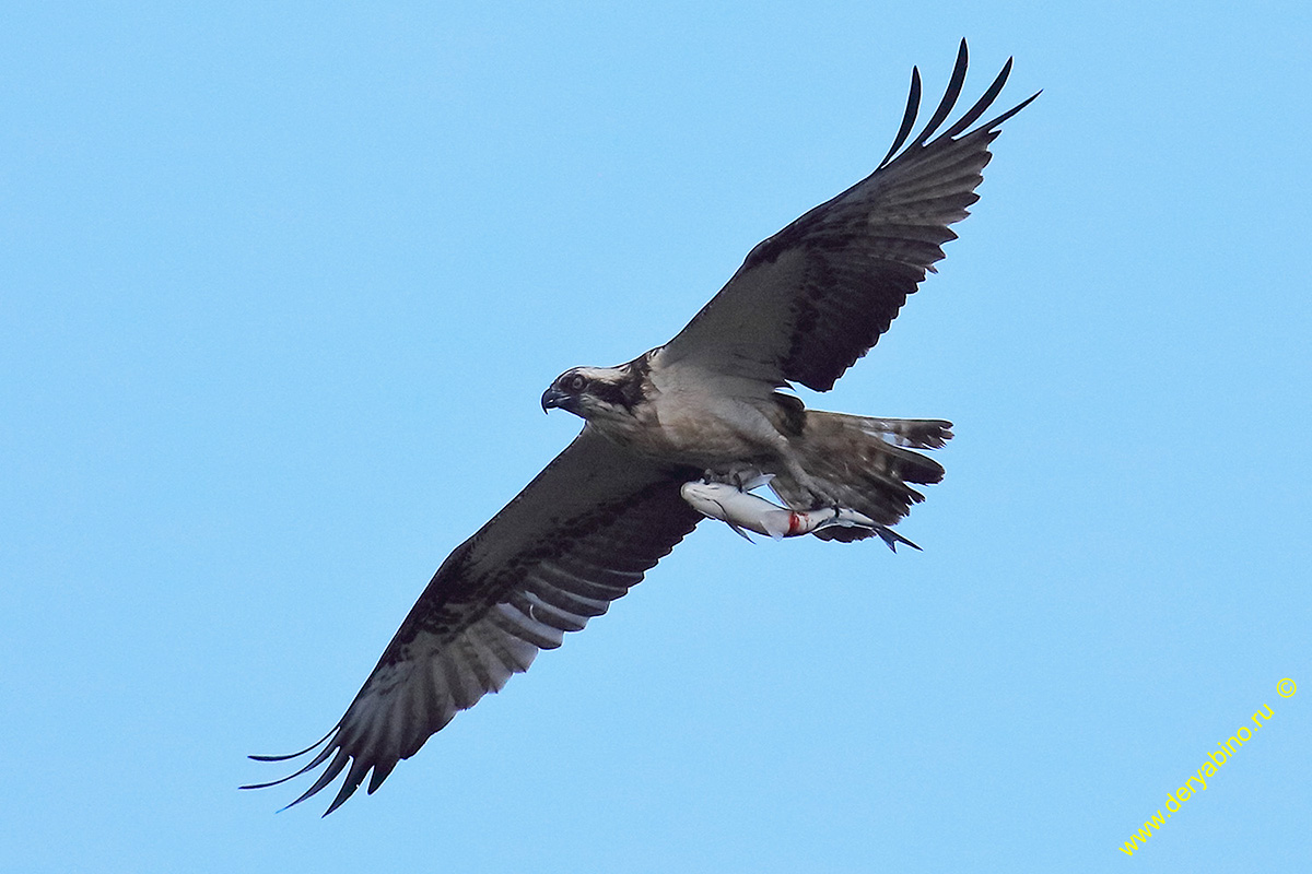  Pandion haliaetus Osprey