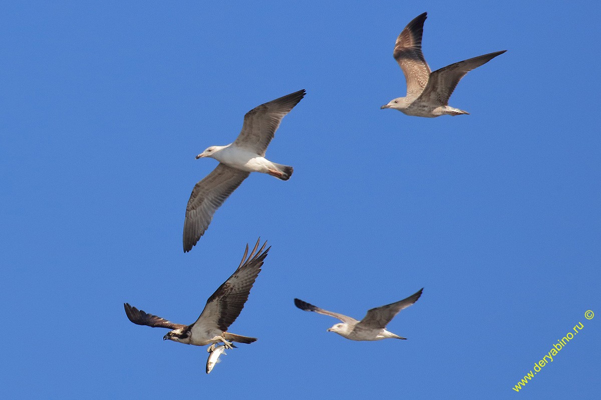  Pandion haliaetus Osprey