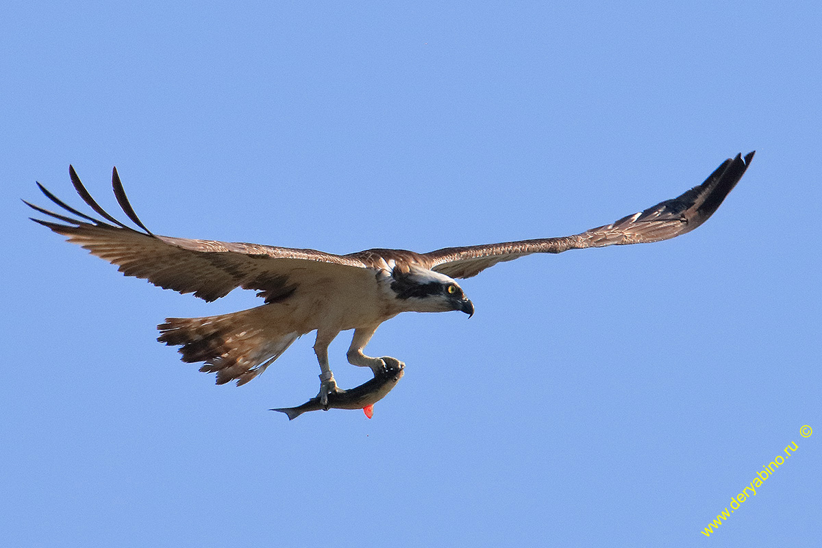  Pandion haliaetus Osprey
