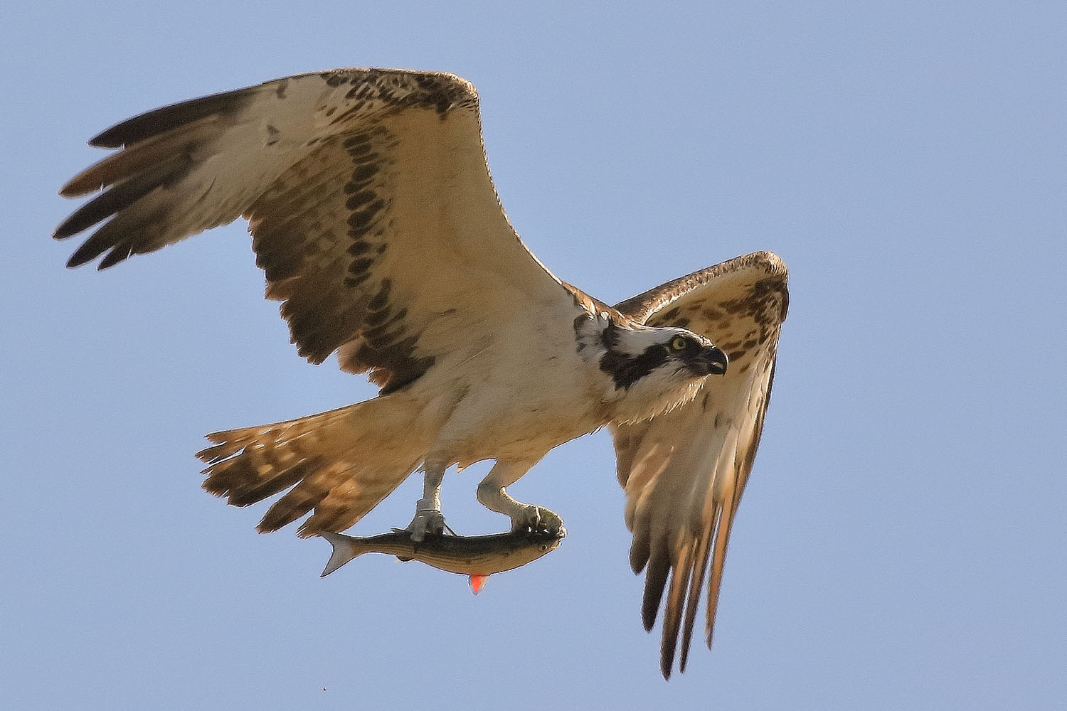  Pandion haliaetus Osprey