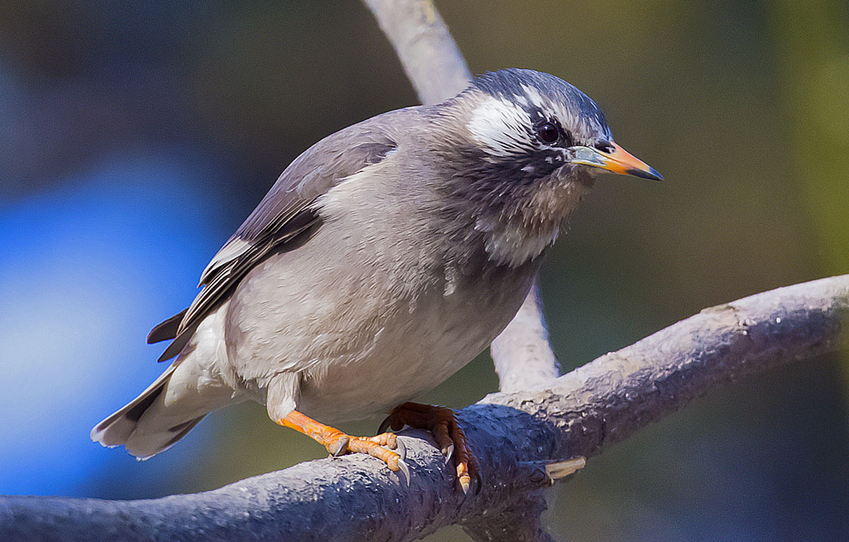   Sturnus cineraceus White-cheeked starling