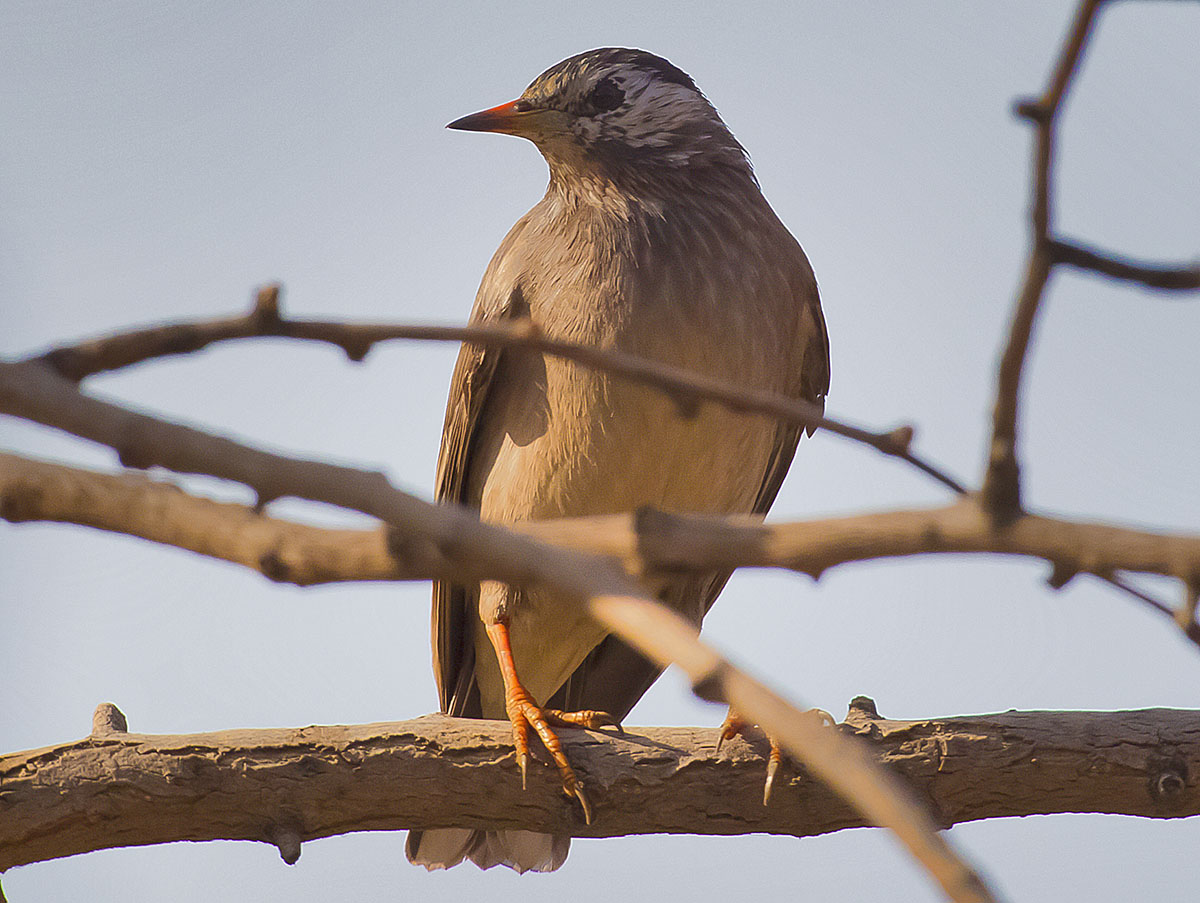   Sturnus cineraceus White-cheeked starling