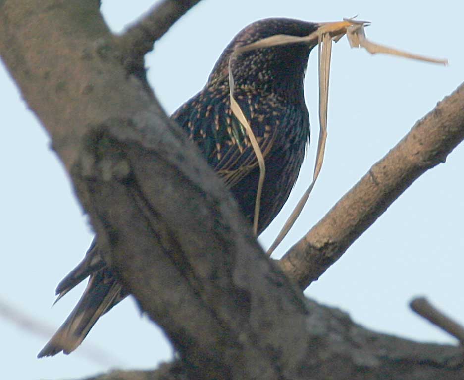  Sturnus vulgaris Europaen Starling