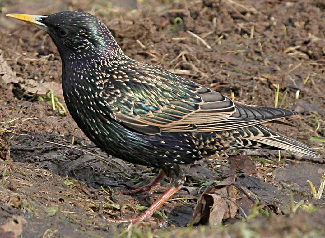  Sturnus vulgaris Europaen Starling