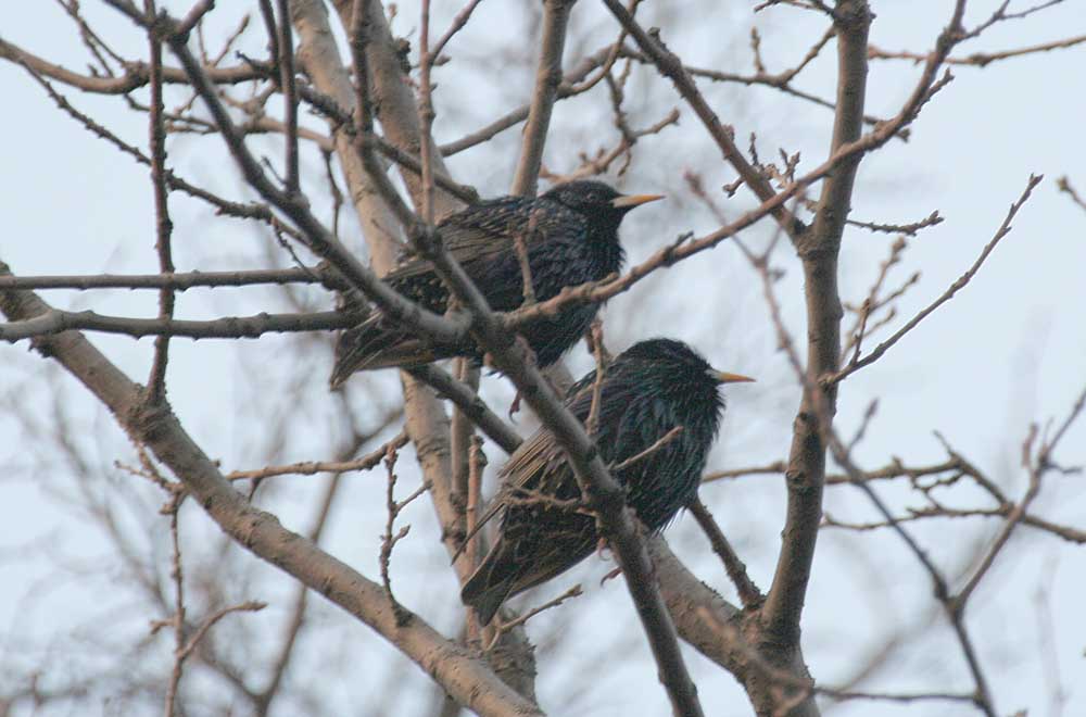  Sturnus vulgaris Europaen Starling