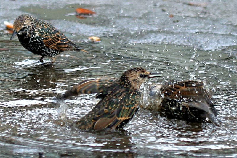  Sturnus vulgaris Europaen Starling