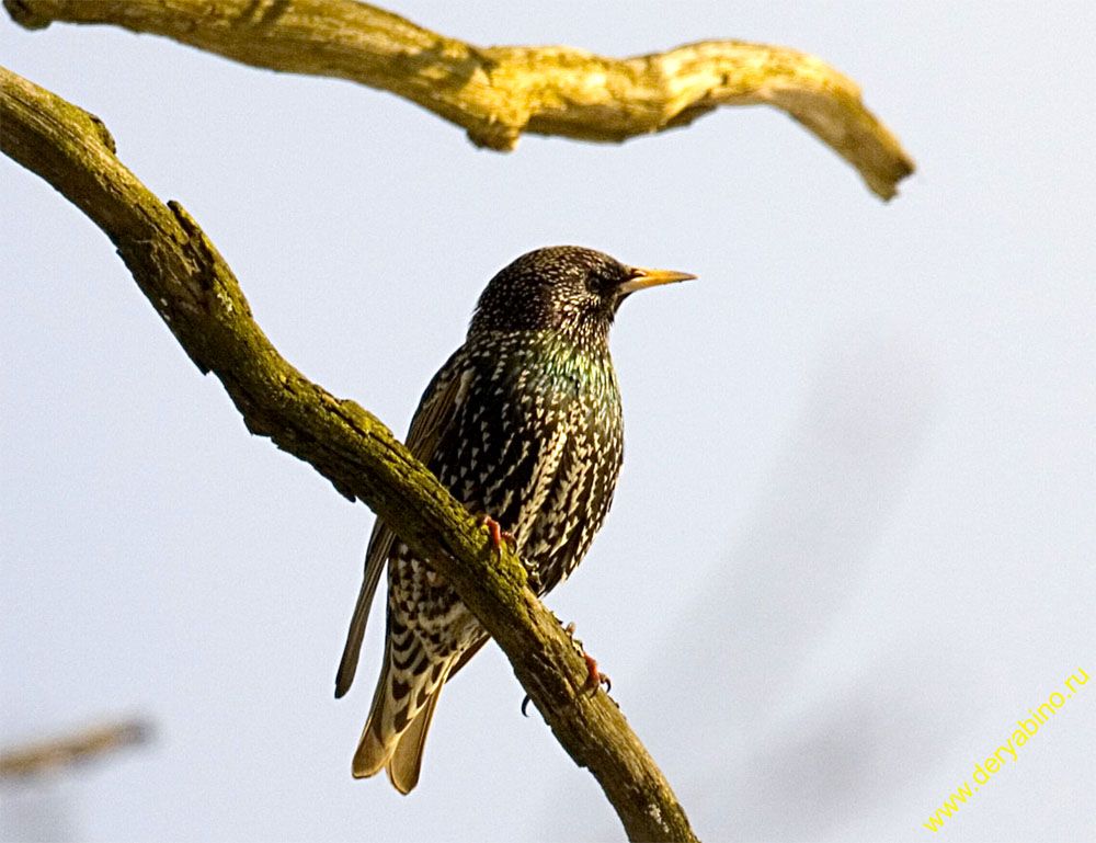  Sturnus vulgaris Europaen Starling