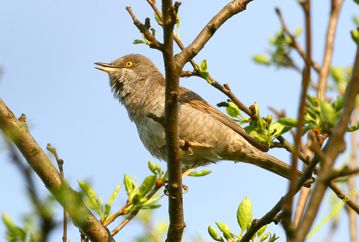   Sylvia nisoria Barred Warbler