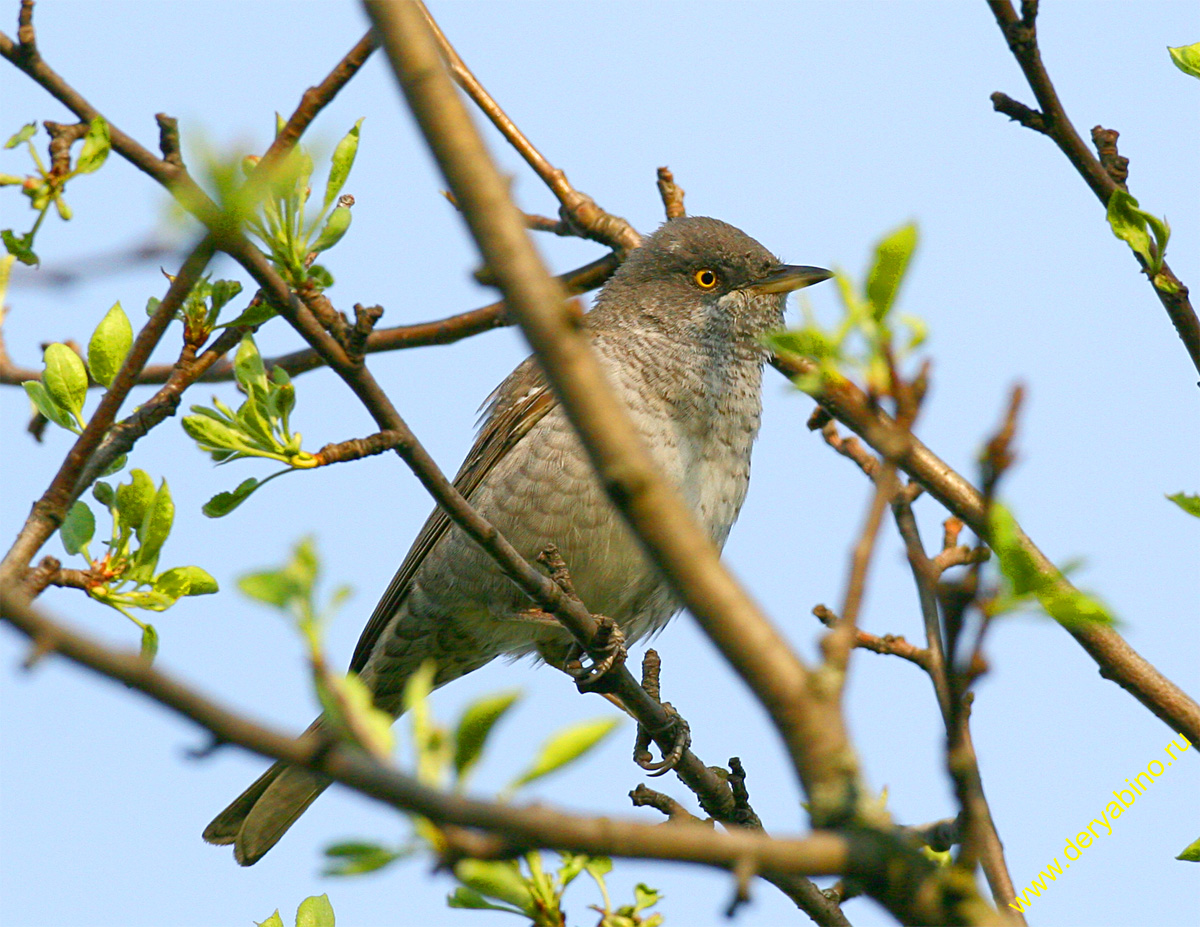   Sylvia nisoria Barred Warbler