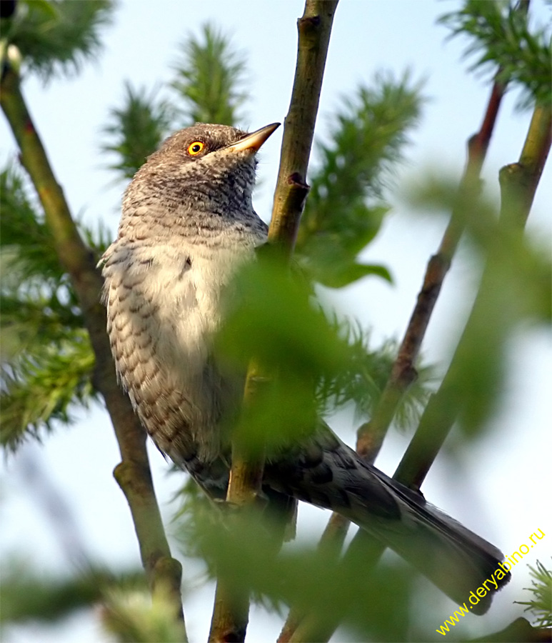   Sylvia nisoria Barred Warbler