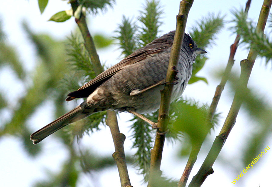   Sylvia nisoria Barred Warbler