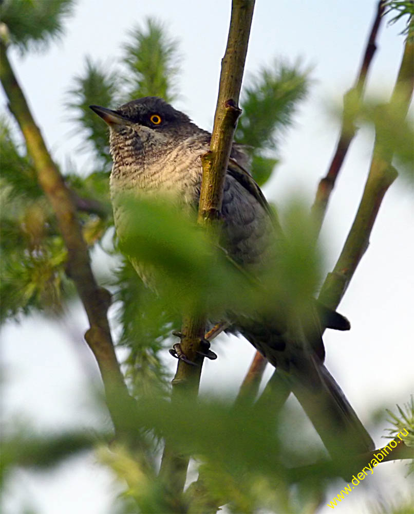   Sylvia nisoria Barred Warbler