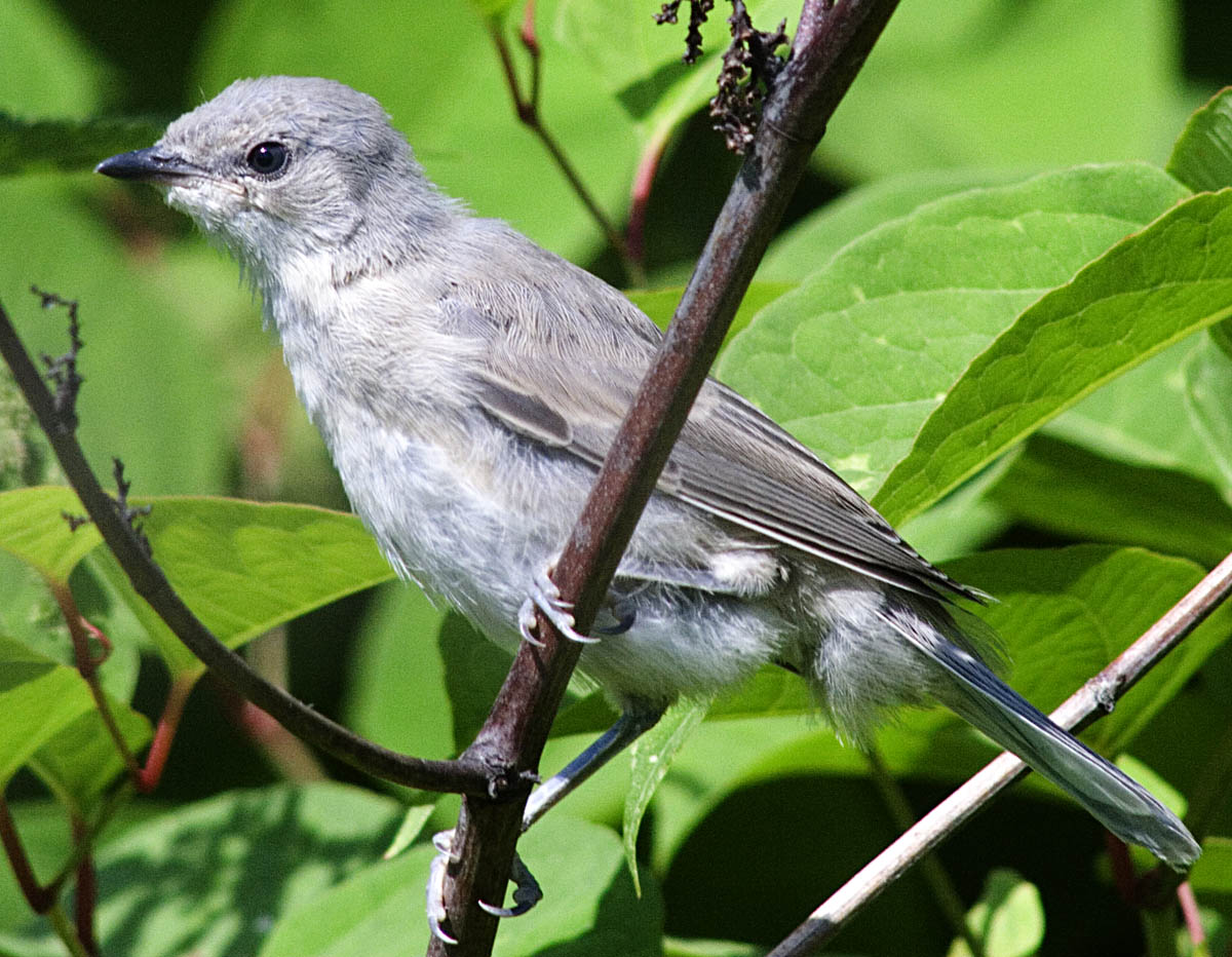   Sylvia nisoria Barred Warbler