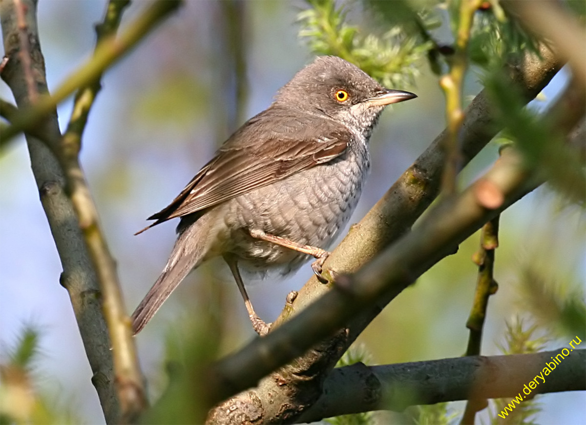   Sylvia nisoria Barred Warbler