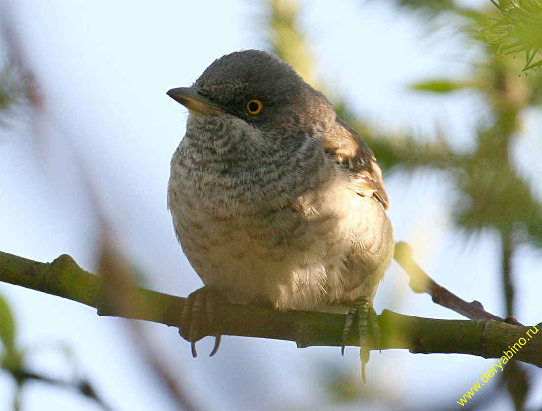   Sylvia nisoria Barred Warbler