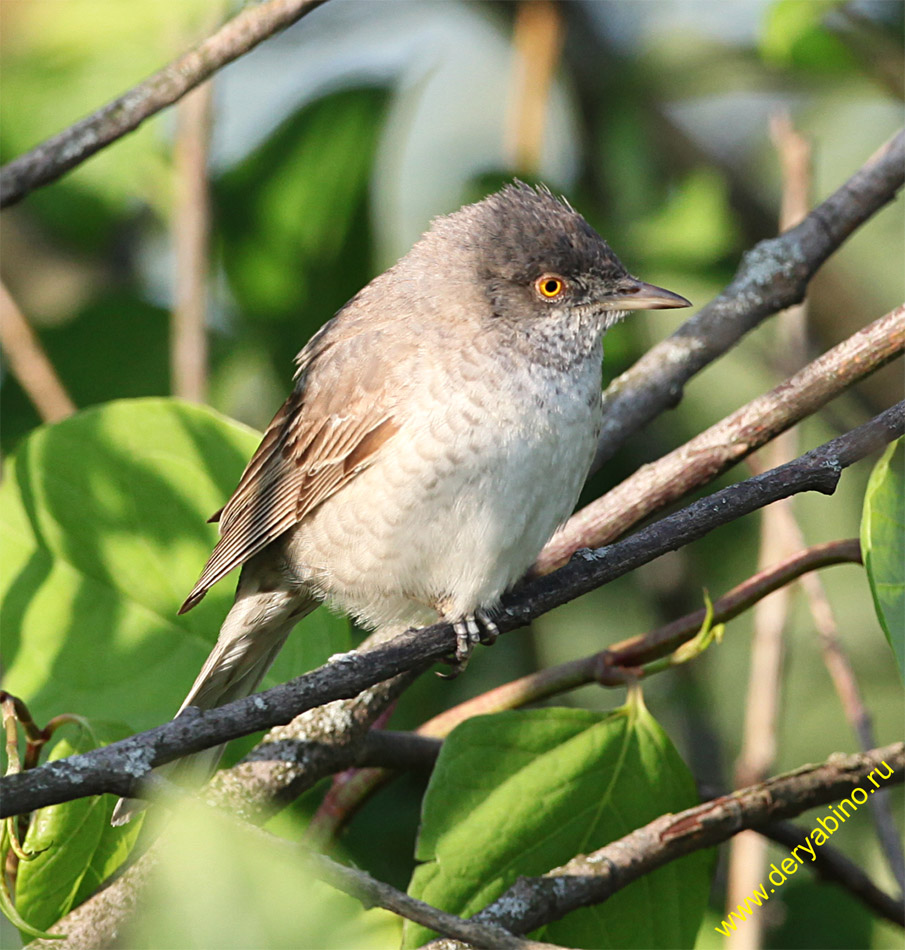   Sylvia nisoria Barred Warbler