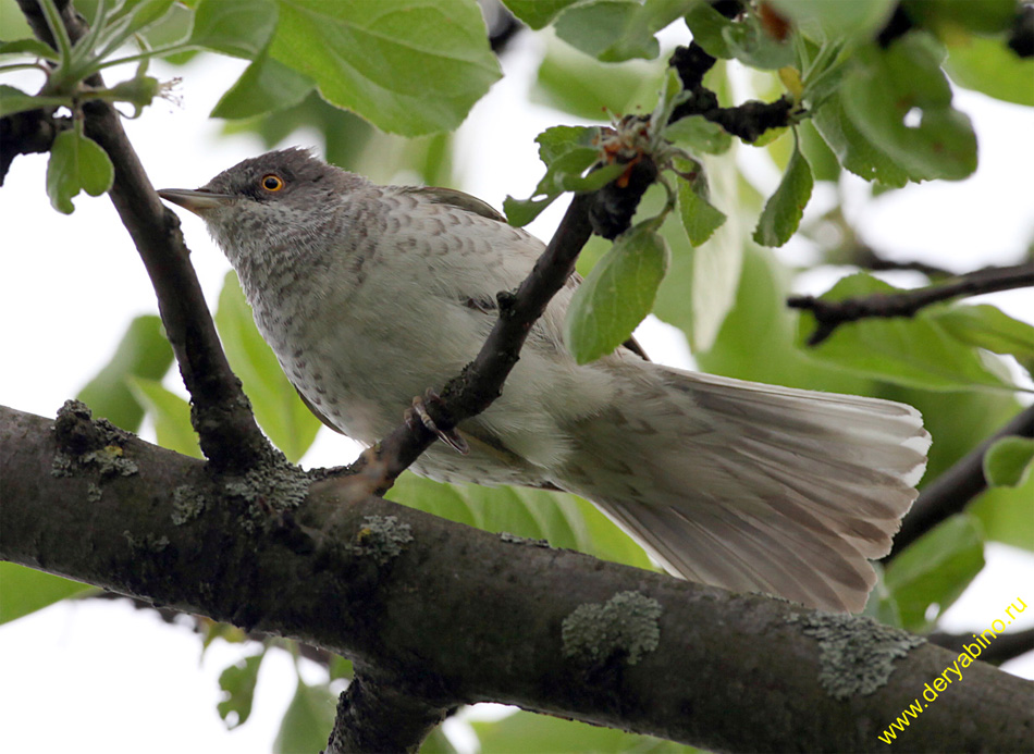   Sylvia nisoria Barred Warbler