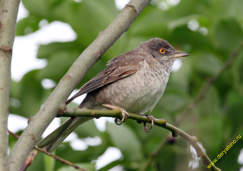   Sylvia nisoria Barred Warbler