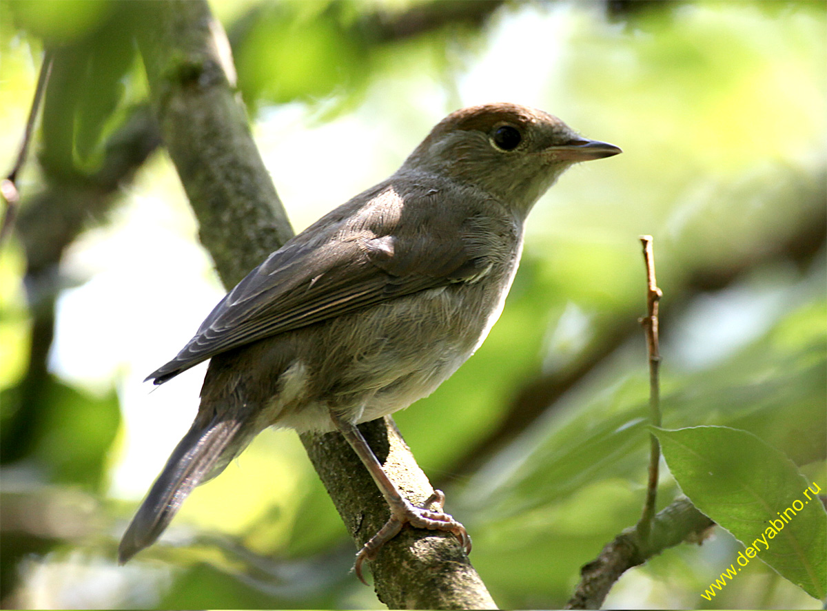   Sylvia atricapilla Blackcap