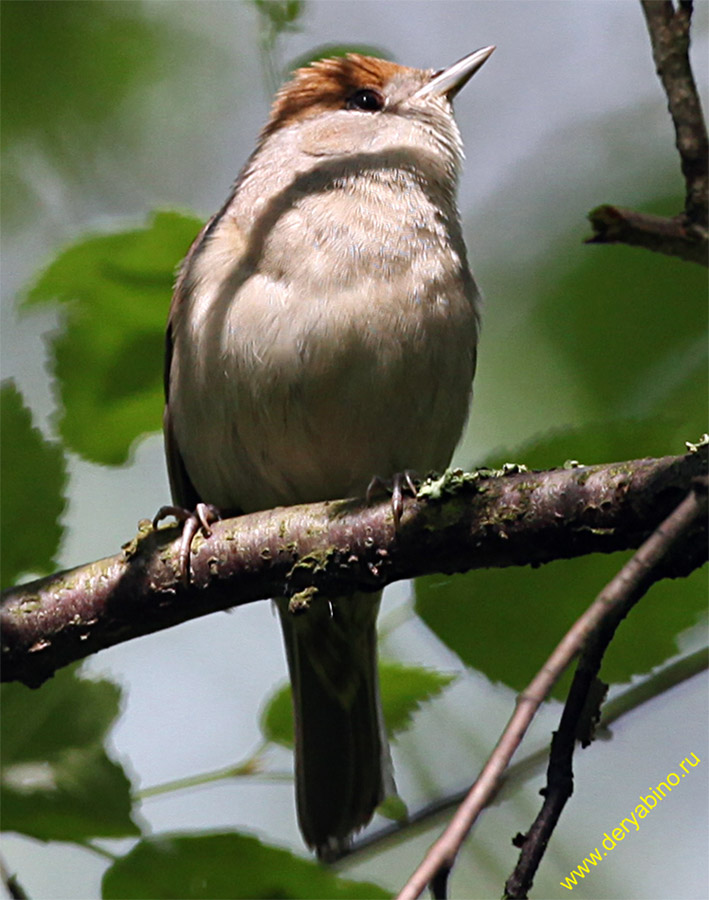   Sylvia atricapilla Blackcap