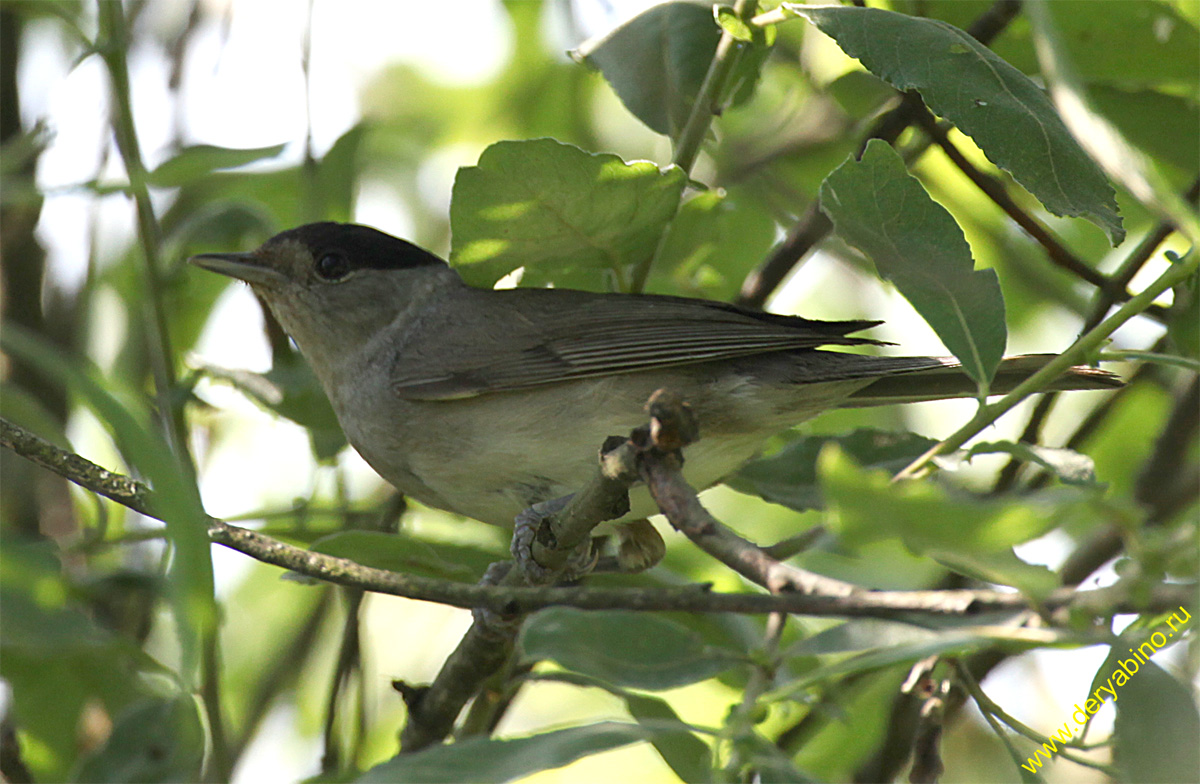   Sylvia atricapilla Blackcap