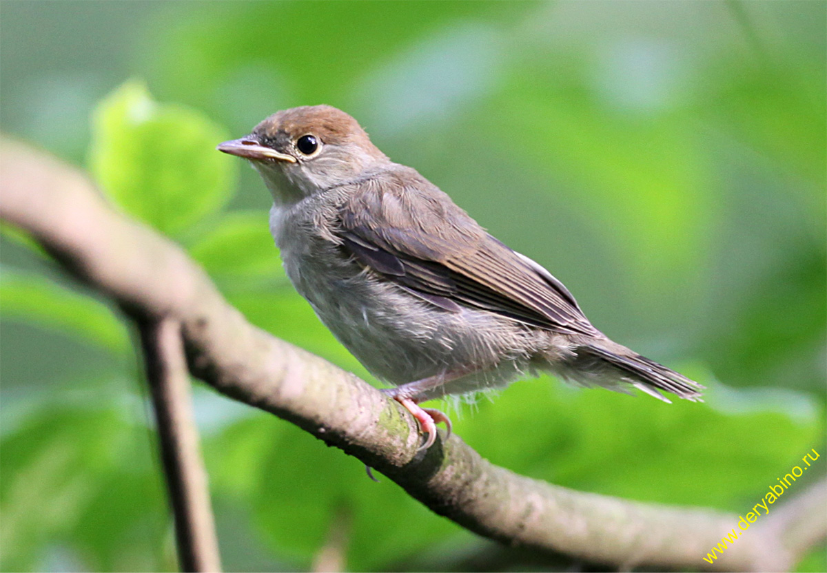   Sylvia atricapilla Blackcap