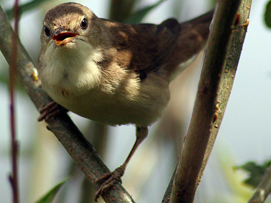   Sylvia borin Garden Warbler