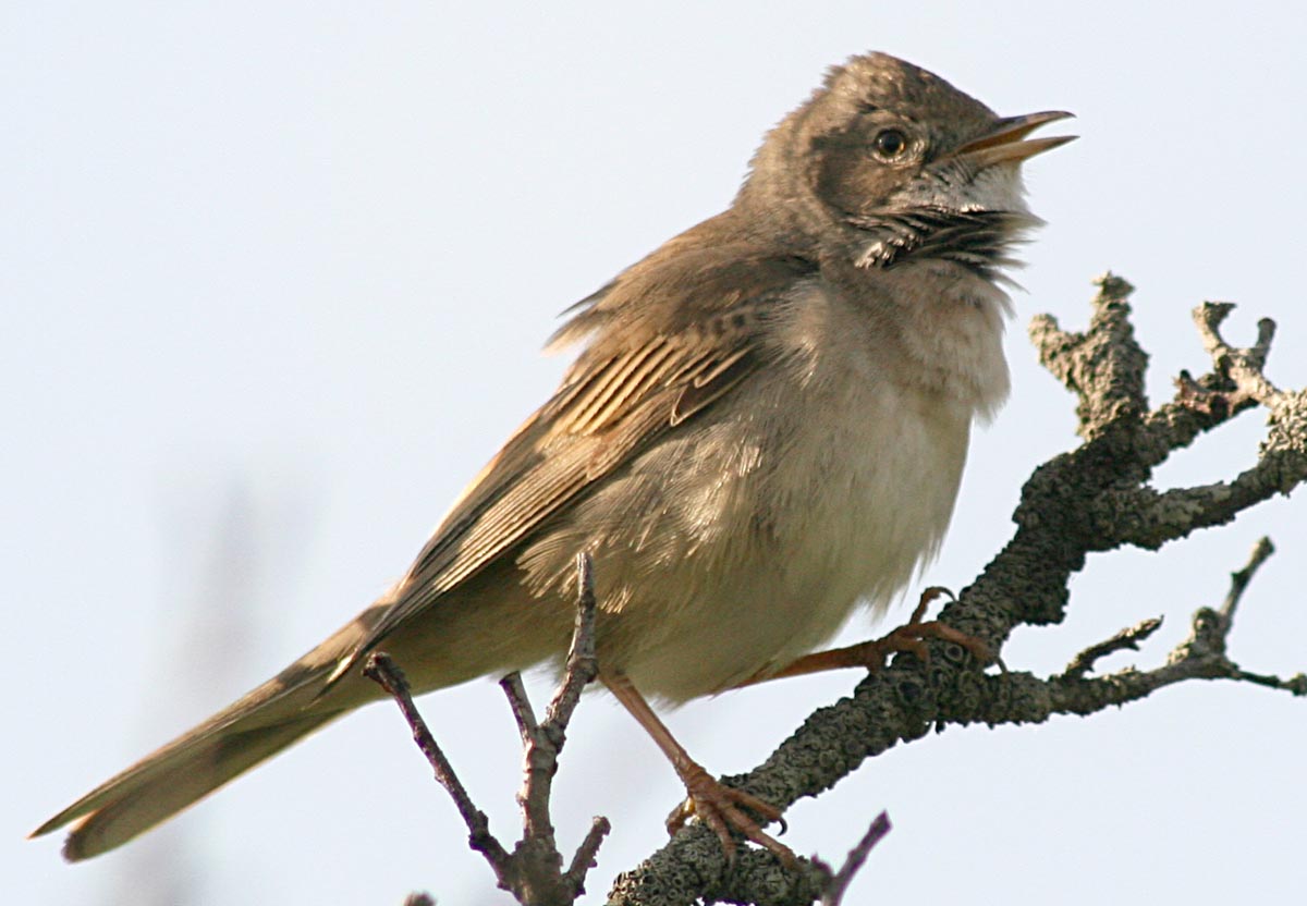   Sylvia communis Greater Whitethroat