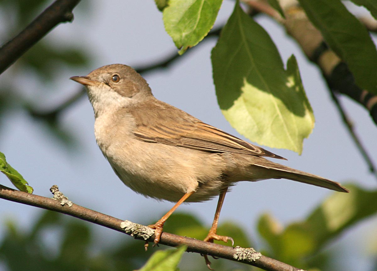   Sylvia communis Greater Whitethroat